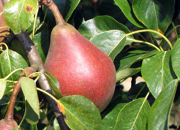 Obsthof Cordes - Fruchtfoto Clapps Liebling